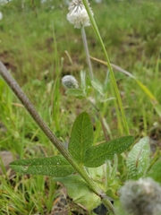 Trifolium eriocephalum