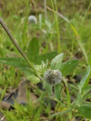 Trifolium eriocephalum