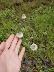 Trifolium eriocephalum