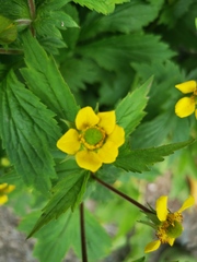 Geum aleppicum