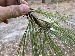 Pinus durangensis