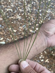 Pinus durangensis