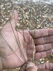 Pinus durangensis