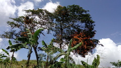 Psittacanthus schiedeanus