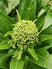 Armoracia rusticana