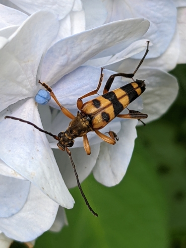 Leptura ochraceofasciata