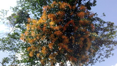 Psittacanthus schiedeanus