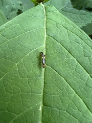 Trypherus frisoni