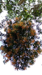 Psittacanthus schiedeanus