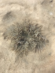 Heteractis