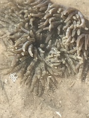 Heteractis