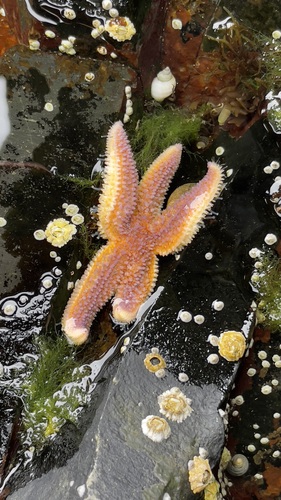 Common Sea Star photographed in Maine