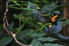 Senna stipulacea