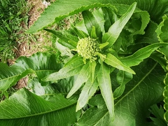 Armoracia rusticana