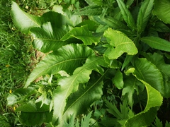 Armoracia rusticana