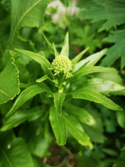 Armoracia rusticana