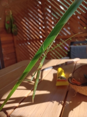 Graeffea crouanii