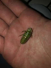 Okanagana viridis