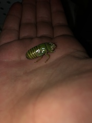 Okanagana viridis