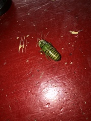 Okanagana viridis