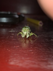 Okanagana viridis