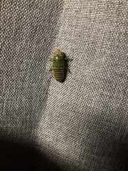Okanagana viridis