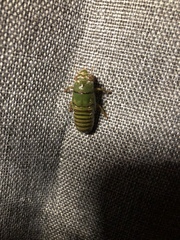 Okanagana viridis