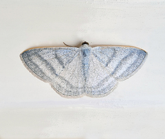 Lomographa platyleucata