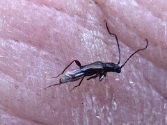 Nathrius brevipennis