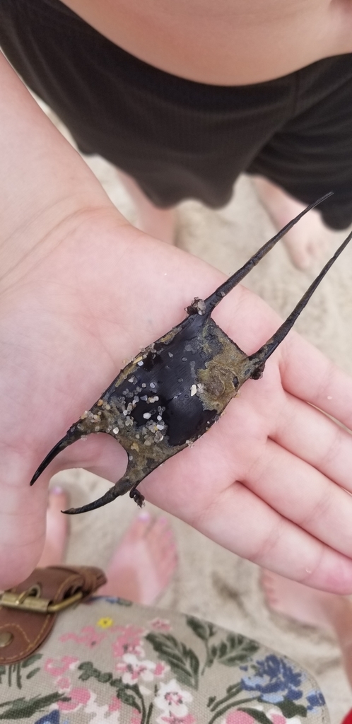 Rough Skates