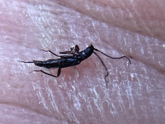 Nathrius brevipennis