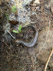 Hynobius arisanensis