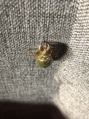 Okanagana viridis