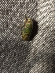 Okanagana viridis