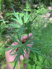 Aconitum delphiniifolium
