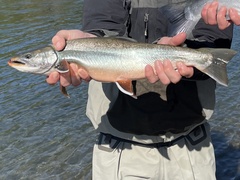 Salvelinus malma