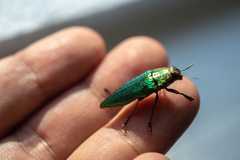 Psiloptera attenuata
