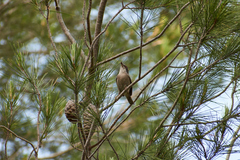Curruca melanocephala