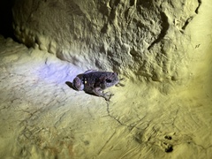 Uperodon taprobanicus