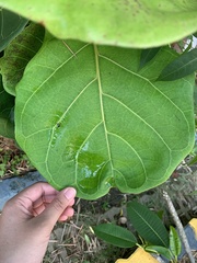 Ficus lyrata