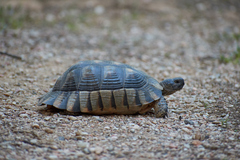Testudo marginata