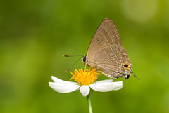 Deudorix epijarbas menesicles