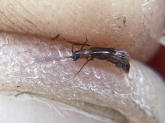 Nathrius brevipennis