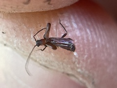 Nathrius brevipennis