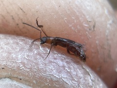 Nathrius brevipennis