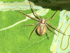 Philodromus rufus quartus