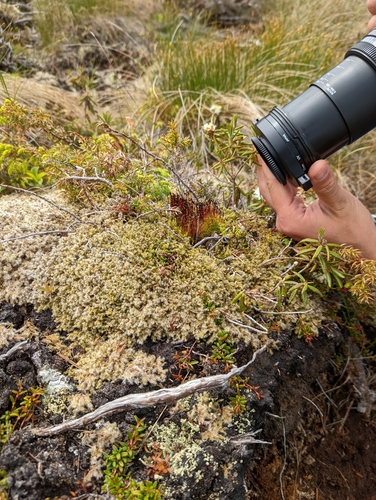 Image of Tetraplodon mnioides by no rights reserved