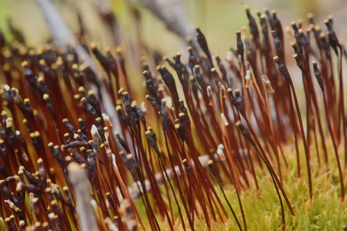Image of Tetraplodon mnioides by no rights reserved