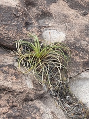 Nolineae