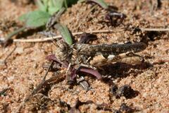 Chortoicetes terminifera